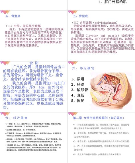 真人女生下面|女性生殖系统解剖图（建议收藏）